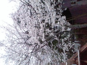 2012040518430000.jpg
